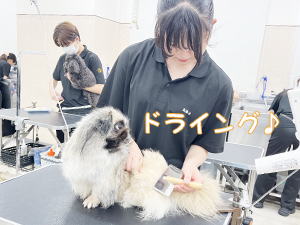 １年生のトリミング実習♪